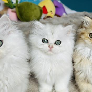 chaton British Longhair black silver shaded Booh Chatterie Montezuma Bay