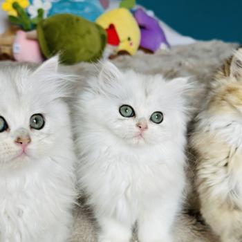chaton British Longhair black silver shaded Booh Chatterie Montezuma Bay