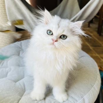chaton British Longhair black silver shaded Booh Montezuma Bay  Elevage de British & Maine-Coon