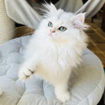 chaton British Longhair black silver shaded Booh Montezuma Bay  Elevage de British & Maine-Coon