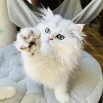 chaton British Longhair black silver shaded Booh Montezuma Bay  Elevage de British & Maine-Coon