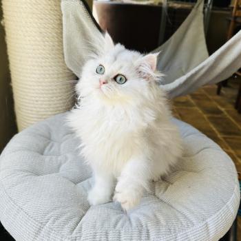 chaton British Longhair black silver shaded Booh Montezuma Bay  Elevage de British & Maine-Coon