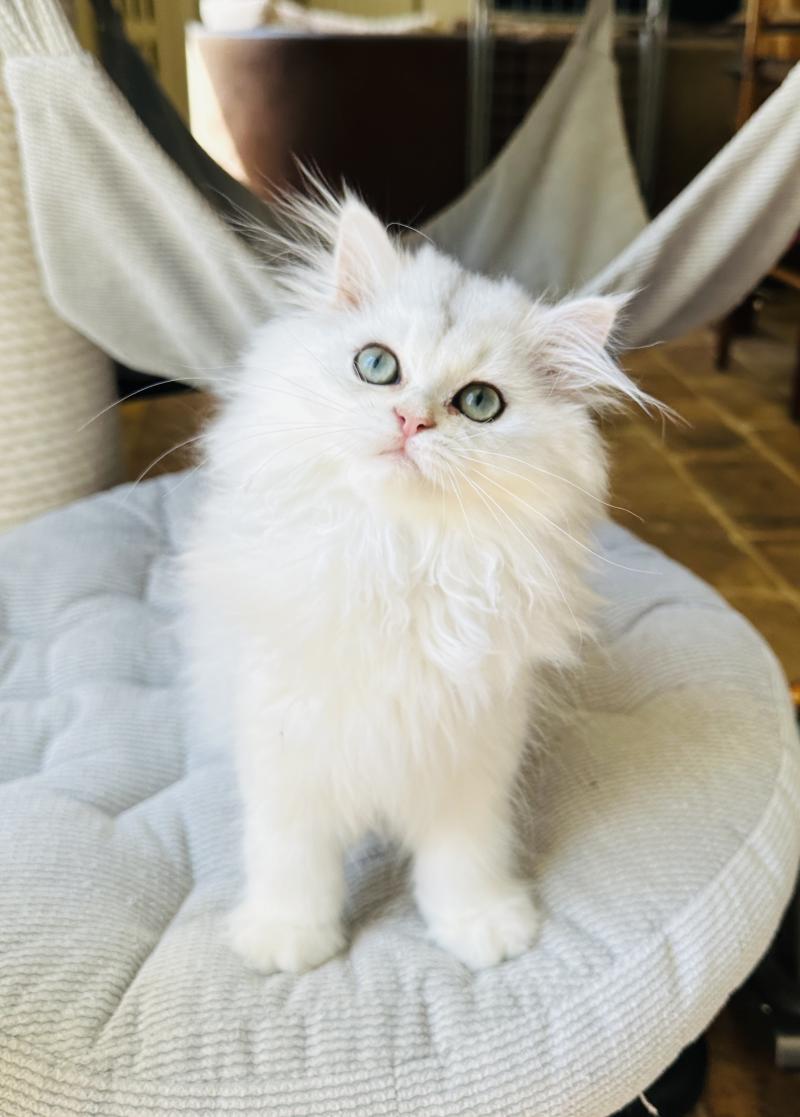 Montezuma Bay's Booh Mâle British Longhair