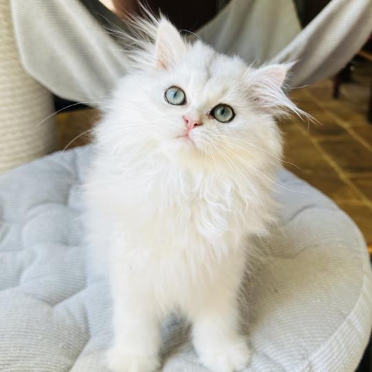 Montezuma Bay's Booh Mâle British Longhair