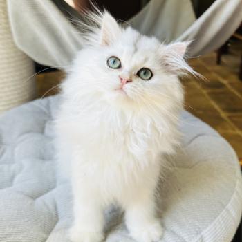 chaton British Longhair black silver shaded Booh Montezuma Bay  Elevage de British & Maine-Coon