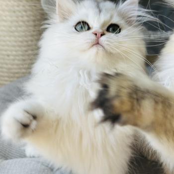 chaton British Longhair black silver shaded Booh Montezuma Bay  Elevage de British & Maine-Coon