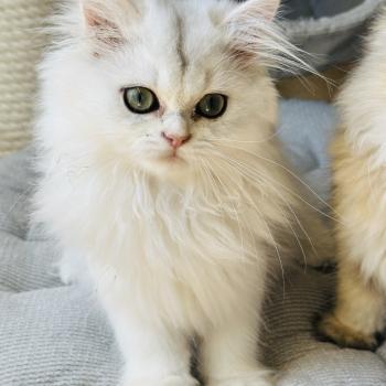 chaton British Longhair black silver shaded Booh Montezuma Bay  Elevage de British & Maine-Coon