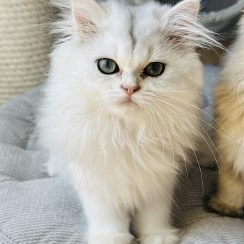 chaton British Longhair black silver shaded Booh Montezuma Bay  Elevage de British & Maine-Coon