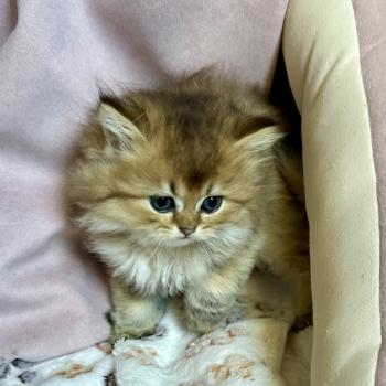 chaton British Longhair black golden shaded Belinda Chatterie Montezuma Bay