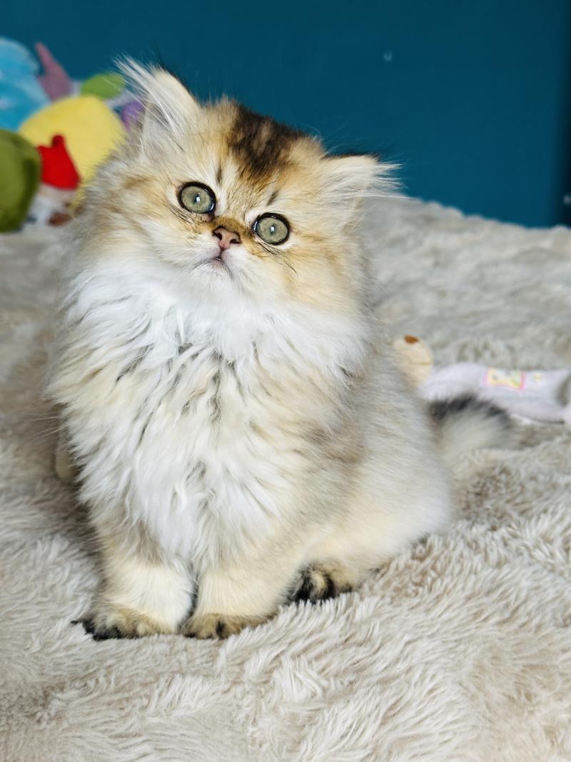 Montezuma Bay's Belinda Femelle British Longhair