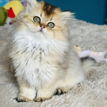 chaton British Longhair black golden shaded Belinda Chatterie Montezuma Bay