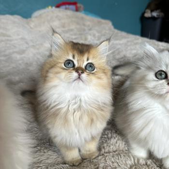 chaton British Longhair black golden shaded Belinda Chatterie Montezuma Bay