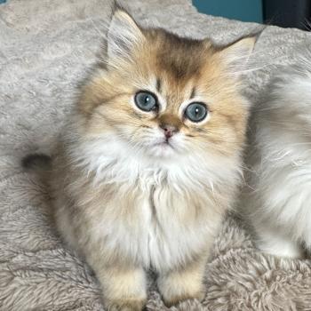 chaton British Longhair black golden shaded Belinda Chatterie Montezuma Bay