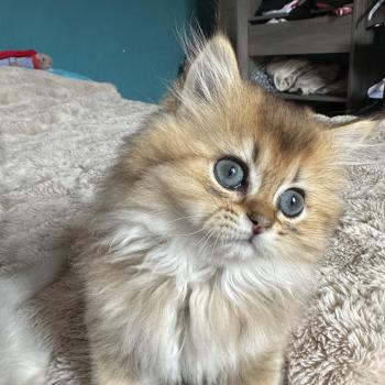 chaton British Longhair black golden shaded Belinda Chatterie Montezuma Bay