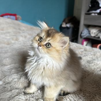 chaton British Longhair black golden shaded Belinda Chatterie Montezuma Bay