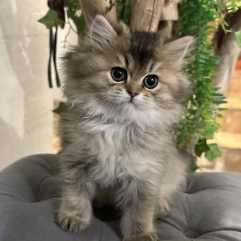 chaton British Longhair black golden shaded Betty Boop Chatterie Montezuma Bay