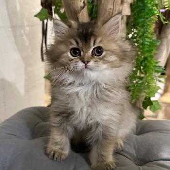 chaton British Longhair black golden shaded Betty Boop Chatterie Montezuma Bay