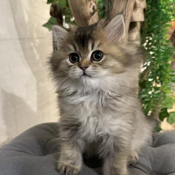 chaton British Longhair black golden shaded Betty Boop Chatterie Montezuma Bay