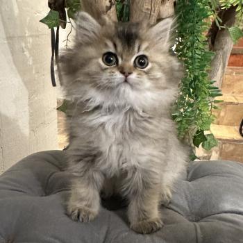 chaton British Longhair black golden shaded Betty Boop Chatterie Montezuma Bay