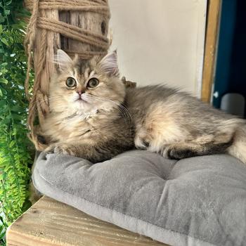 chaton British Longhair black golden shaded Betty Boop Montezuma Bay  Elevage de British & Maine-Coon