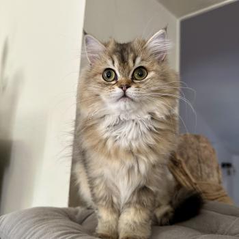 chaton British Longhair black golden shaded Betty Boop Montezuma Bay  Elevage de British & Maine-Coon