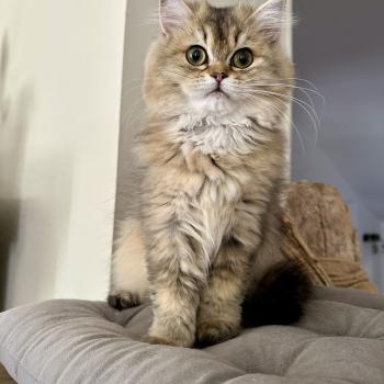 chaton British Longhair black golden shaded Betty Boop Montezuma Bay  Elevage de British & Maine-Coon