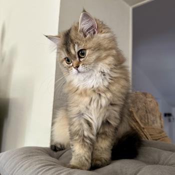 chaton British Longhair black golden shaded Betty Boop Montezuma Bay  Elevage de British & Maine-Coon