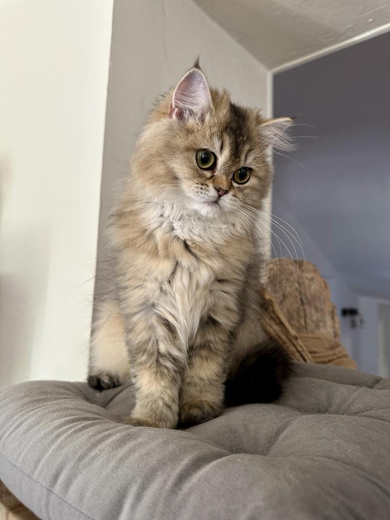 Montezuma Bay's Betty Boop Femelle British Longhair