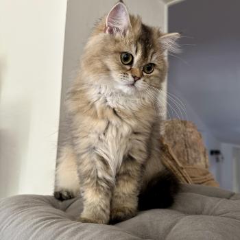 chaton British Longhair black golden shaded Betty Boop Montezuma Bay  Elevage de British & Maine-Coon
