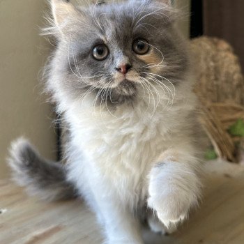 chaton British Longhair blue tortie bicolor Artemis Montezuma Bay