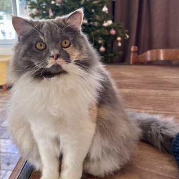 chat British Longhair blue tortie & blanc Artemis Chatterie Montezuma Bay