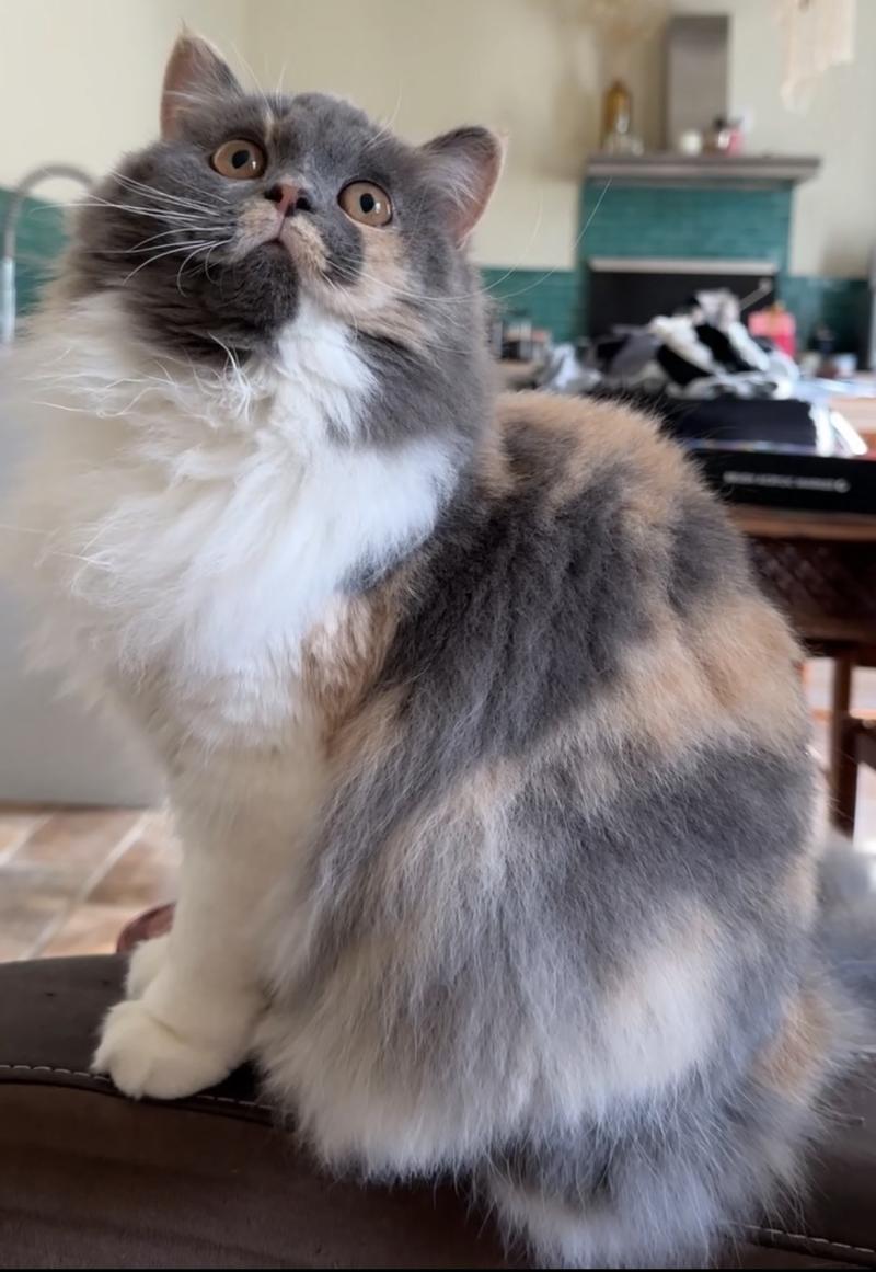 Montezuma Bay's Artemis Femelle British Longhair