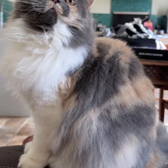 Montezuma Bay's Artemis Femelle British Longhair