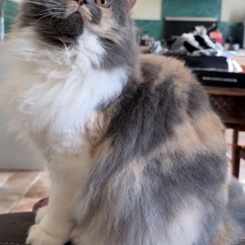 chat British Longhair blue tortie & blanc Artemis Montezuma Bay  Elevage de British & Maine-Coon
