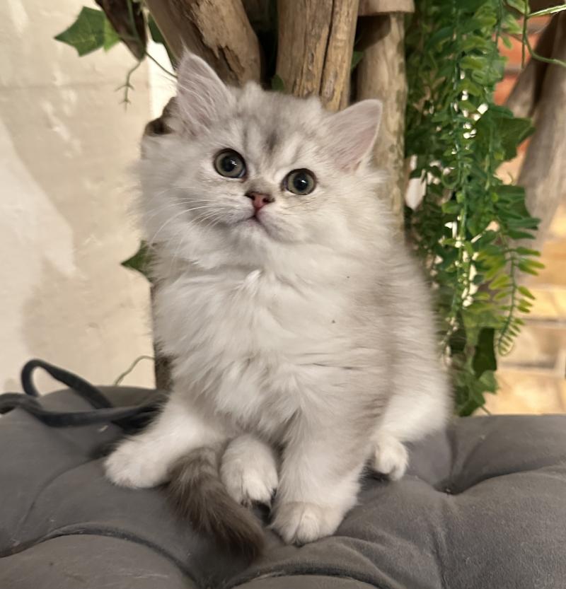 Montezuma Bay's Bounty Femelle British Longhair