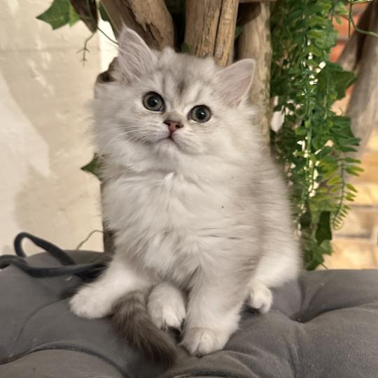 Montezuma Bay's Bounty Femelle British Longhair