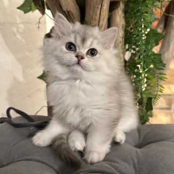 chaton British Longhair chocolate silver shaded Bounty Chatterie Montezuma Bay