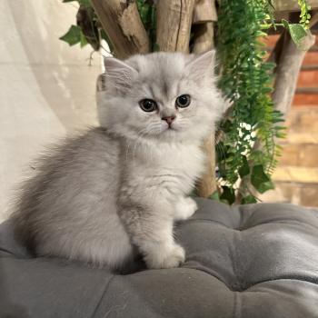 chaton British Longhair chocolate silver shaded Bounty Chatterie Montezuma Bay