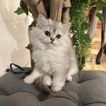 chaton British Longhair chocolate silver shaded Bounty Chatterie Montezuma Bay