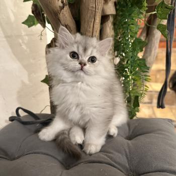 chaton British Longhair chocolate silver shaded Bounty Chatterie Montezuma Bay