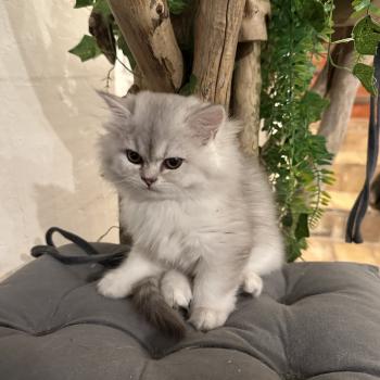chaton British Longhair chocolate silver shaded Bounty Chatterie Montezuma Bay
