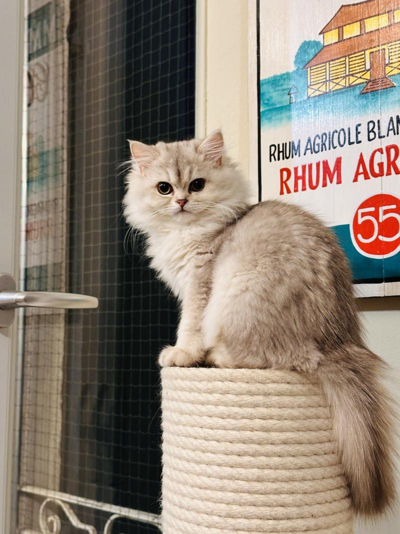 Montezuma Bay's Bounty Femelle British Longhair