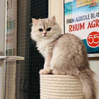 chaton British Longhair blue silver shaded Bounty Chatterie Montezuma Bay