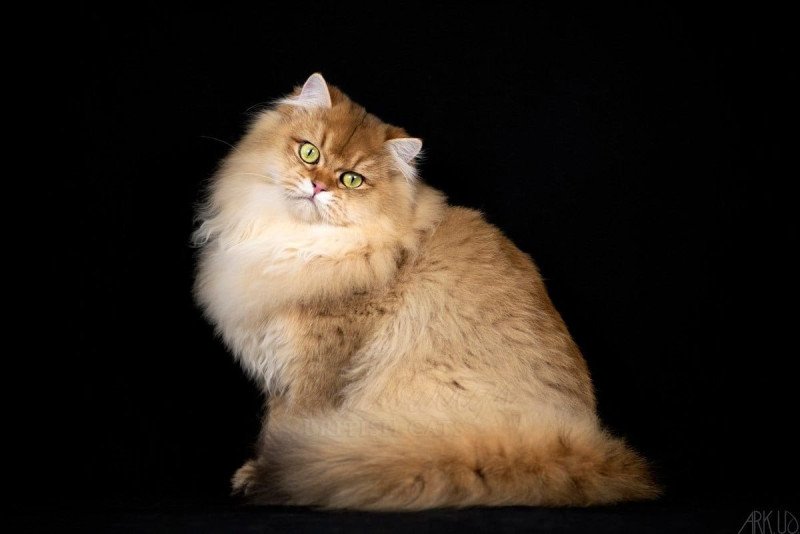 Gr. Int. Ch. Hillsburry’s Sugar Baby Love Mâle British Longhair