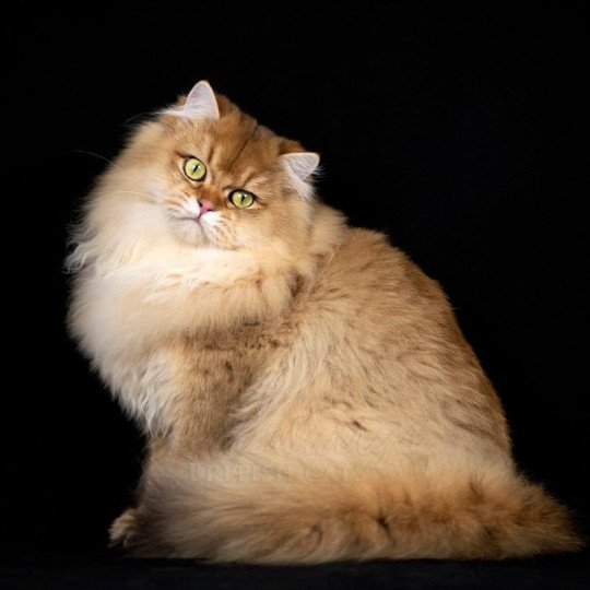 Gr. Int. Ch. Hillsburry’s Sugar Baby Love Mâle British Longhair