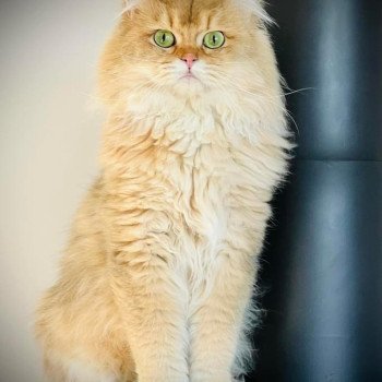 chat British Longhair Hillsburry’s Sugar Baby Love Montezuma Bay's