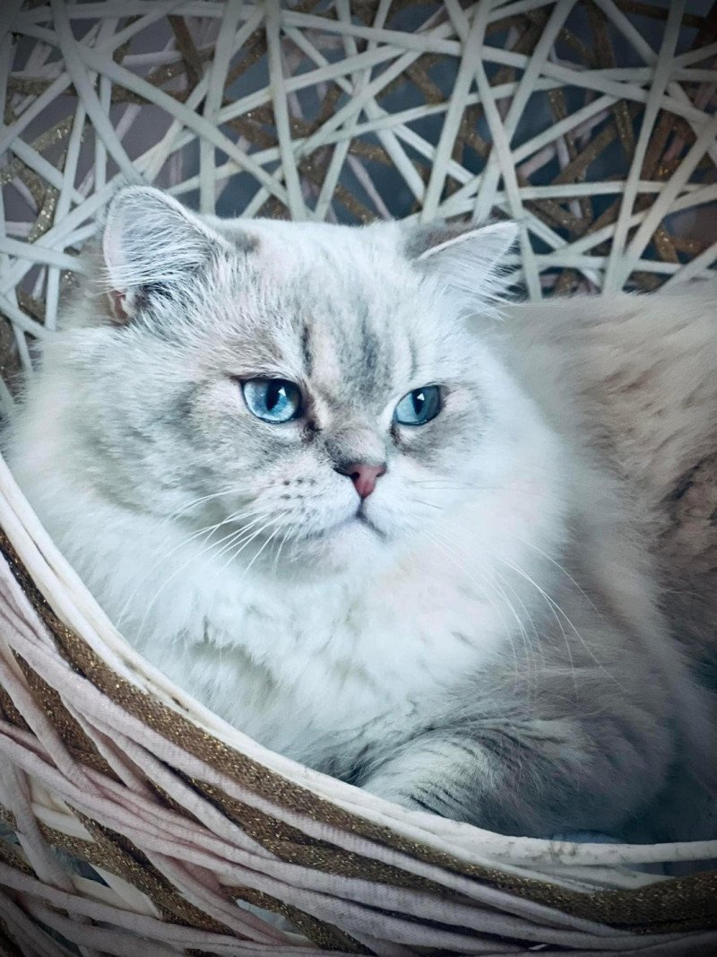 Ch. SMILEY Mâle British Longhair