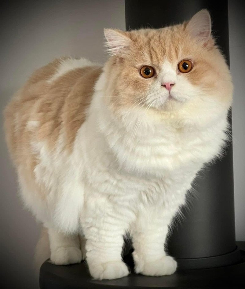 Ch. Tennessee du bois des Calthas Mâle British Longhair