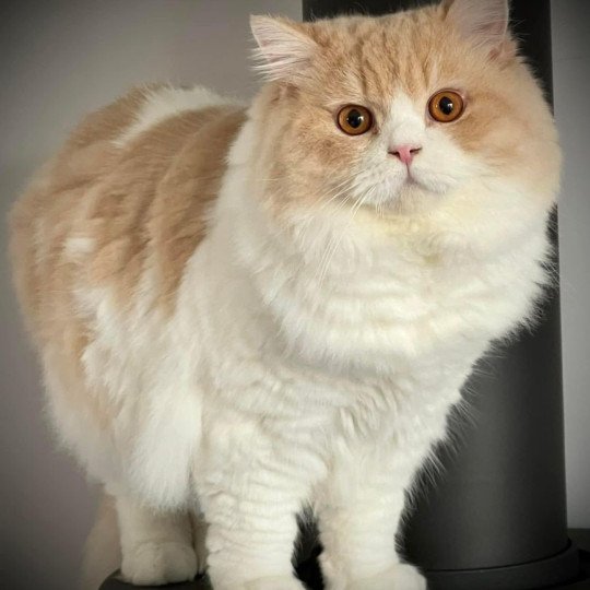 Ch. Tennessee du bois des Calthas Mâle British Longhair