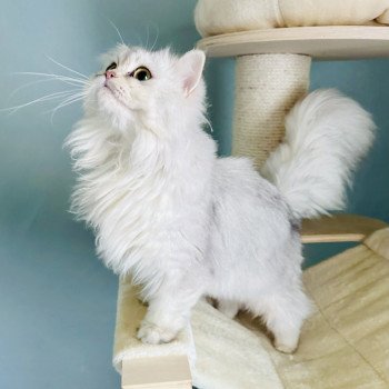 chat British Longhair blue silver shaded Ulysia Montezuma Bay's